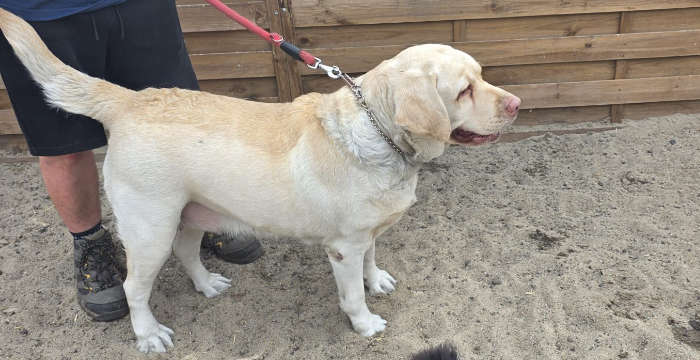 Labradorka Maja