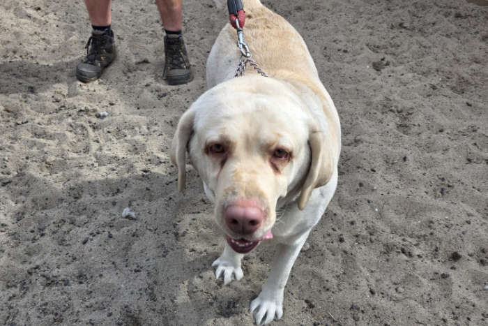 Labradorka Maja