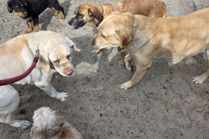 Labradorka Maja