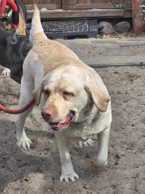 Labradorka Maja