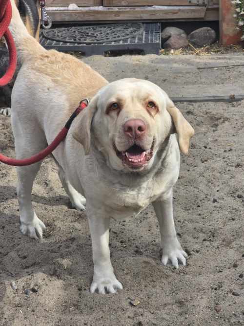 Labradorka Maja