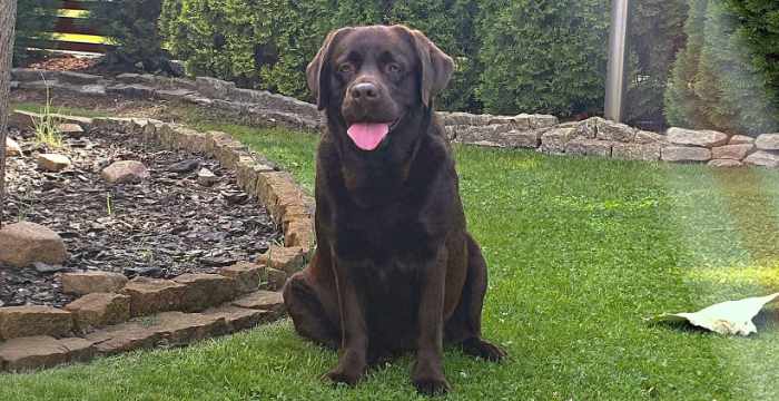 Nela, labradorka do adopcji