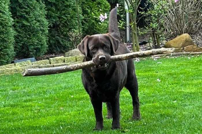 Nela, labradorka do adopcji