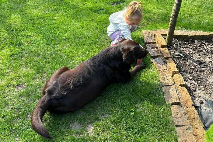 Nela, labradorka do adopcji