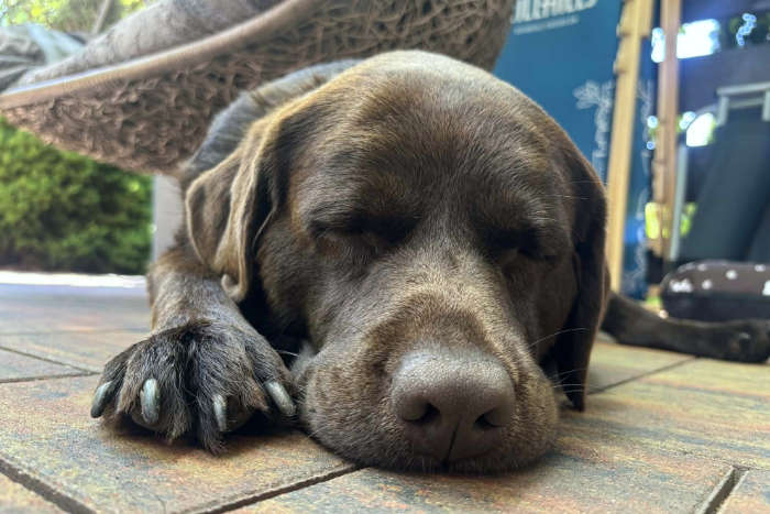 Nela, labradorka do adopcji