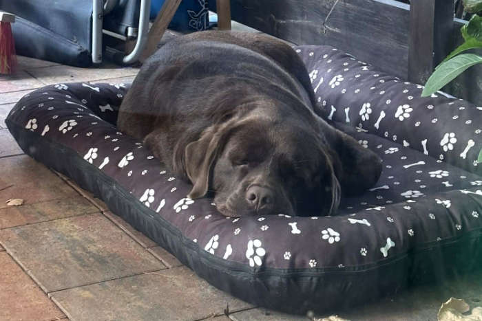 Nela, labradorka do adopcji