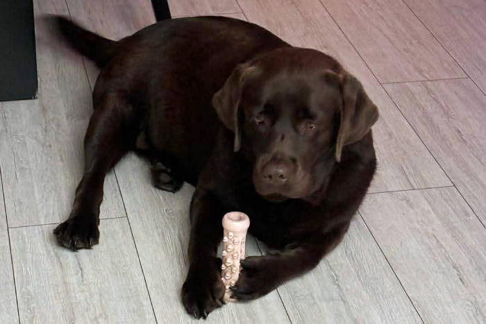 Nela, labradorka do adopcji