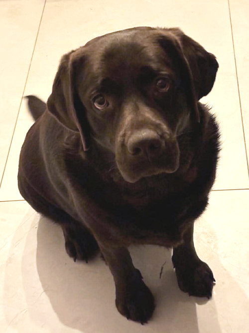 Nela, labradorka do adopcji