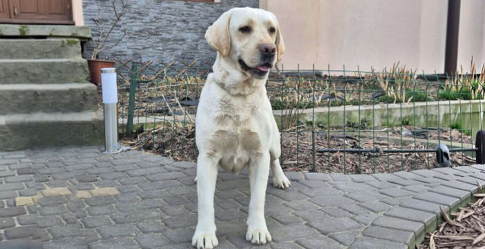Oyana, labradorka do adopcji