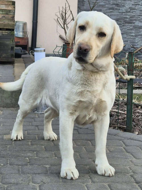 Oyana, labradorka do adopcji