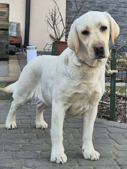 Oyana, labradorka do adopcji