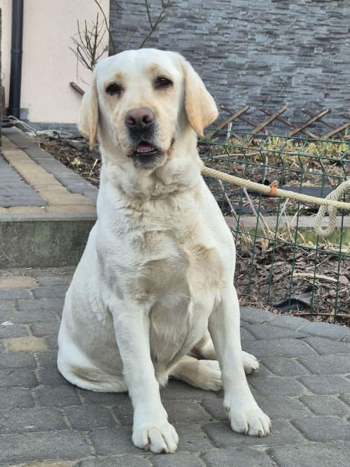 Oyana, labradorka do adopcji