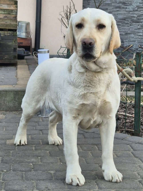 Oyana, labradorka do adopcji