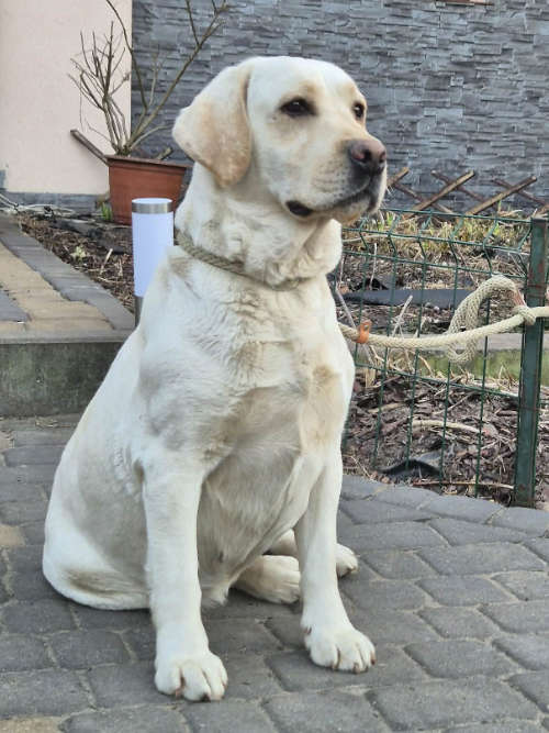 Oyana, labradorka do adopcji