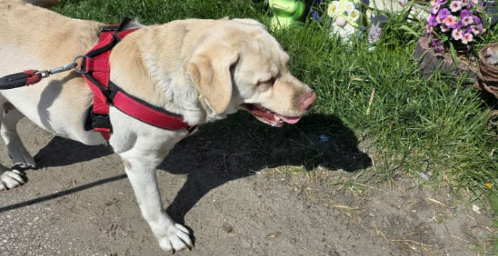 Maja, labradorka do adopcji