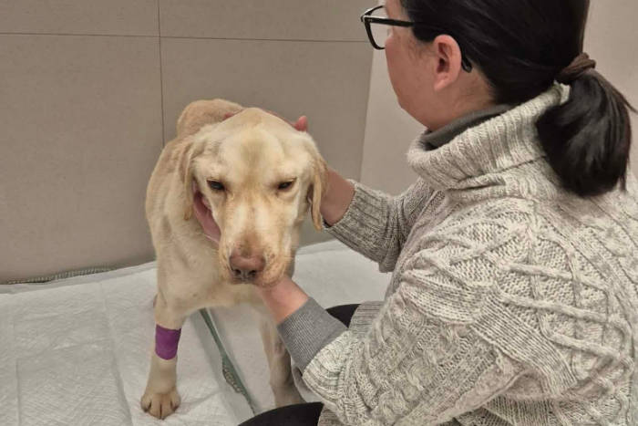 Wojtuś, labrador do adopcji