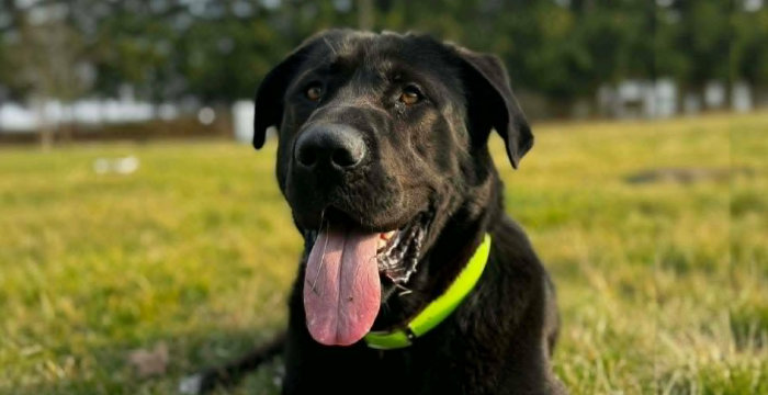 Zenek, labrador do adopcji