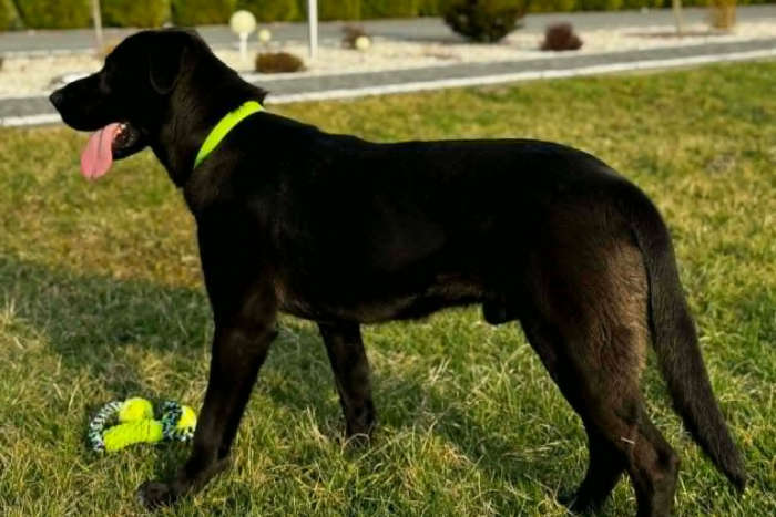 Zenek, labrador do adopcji