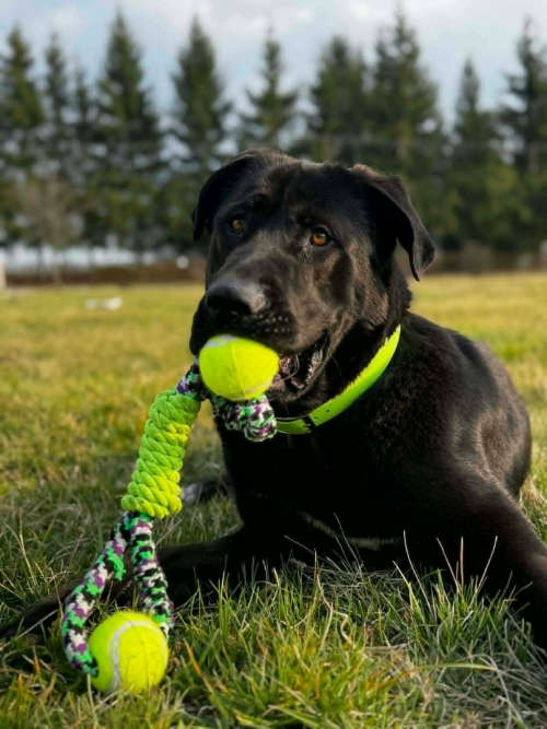 Zenek, labrador do adopcji