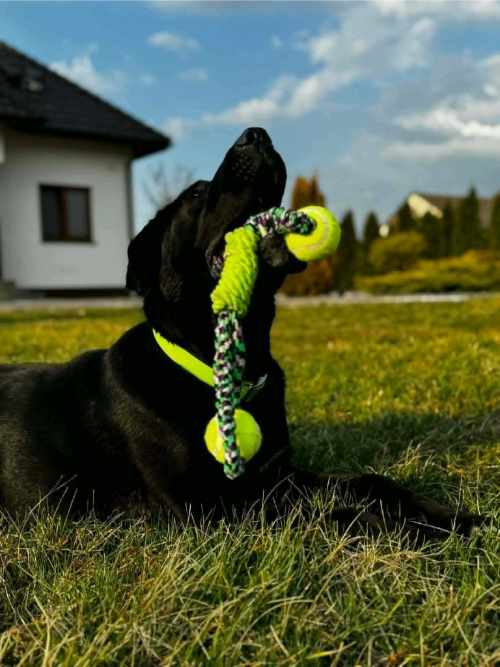 Zenek, labrador do adopcji