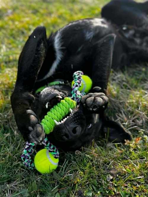 Zenek, labrador do adopcji