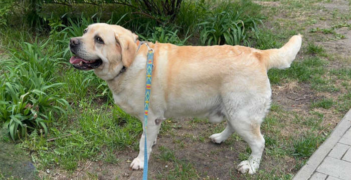Labrador Sajmon