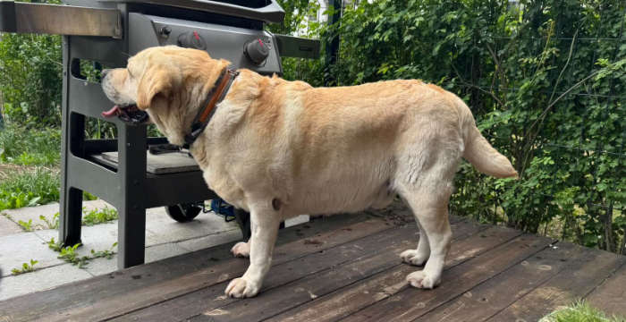 Labrador Sajmon