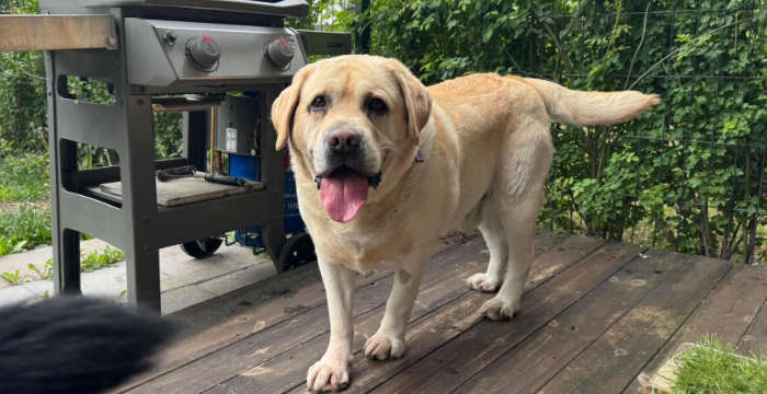 Labrador Sajmon