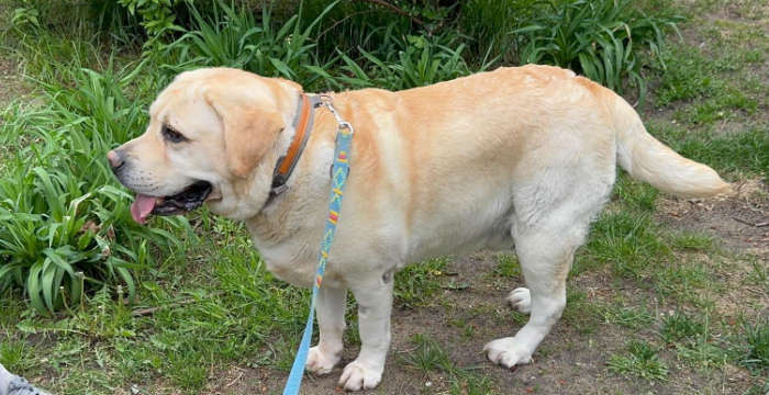 Labrador Sajmon