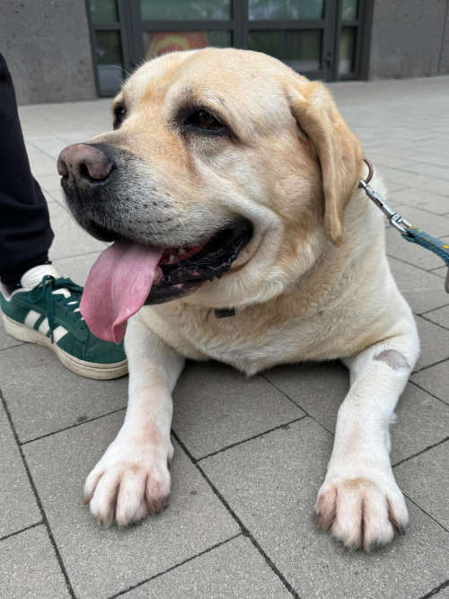 Labrador Sajmon