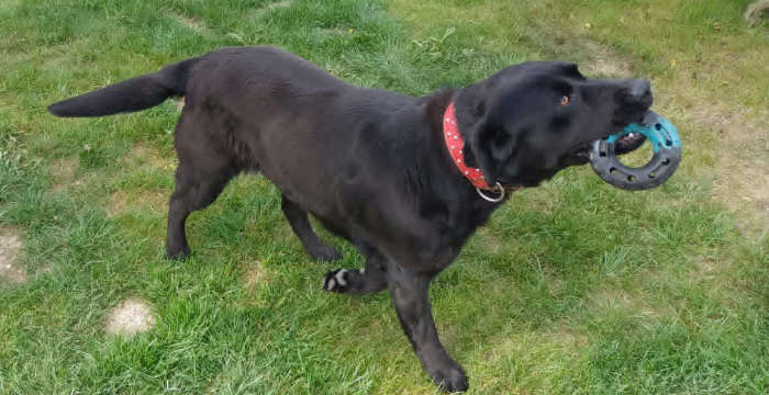 Betti, labradorka do adopcji