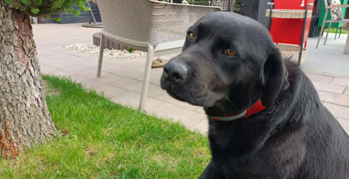 Betti, labradorka do adopcji