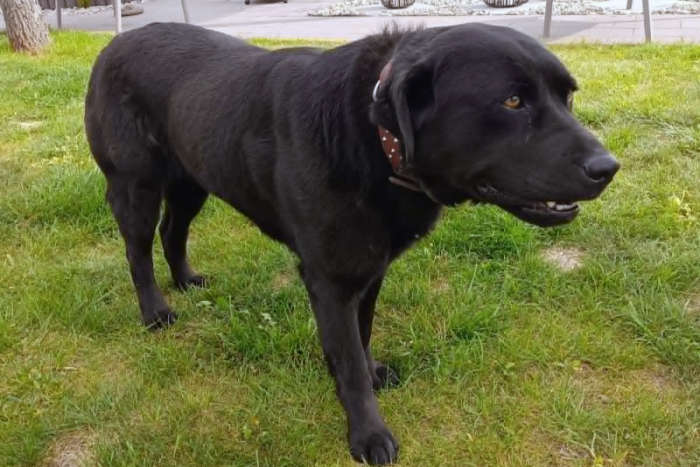 Betti, labradorka do adopcji
