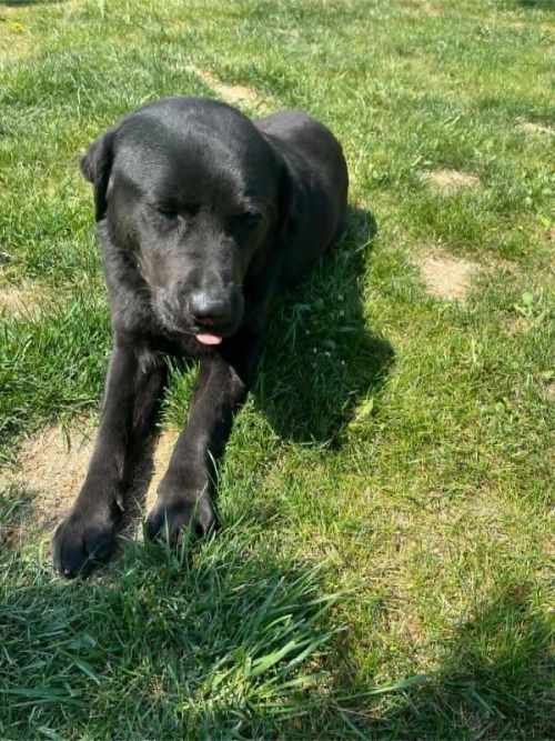 Betti, labradorka do adopcji
