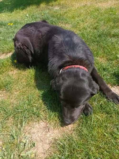 Betti, labradorka do adopcji