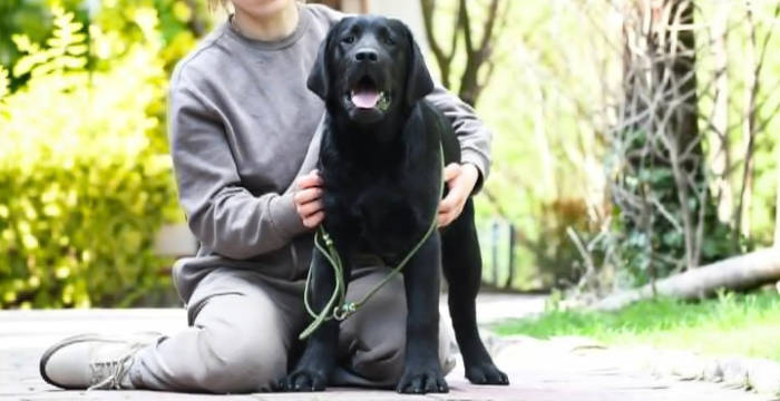 Bingo, labrador do adopcji