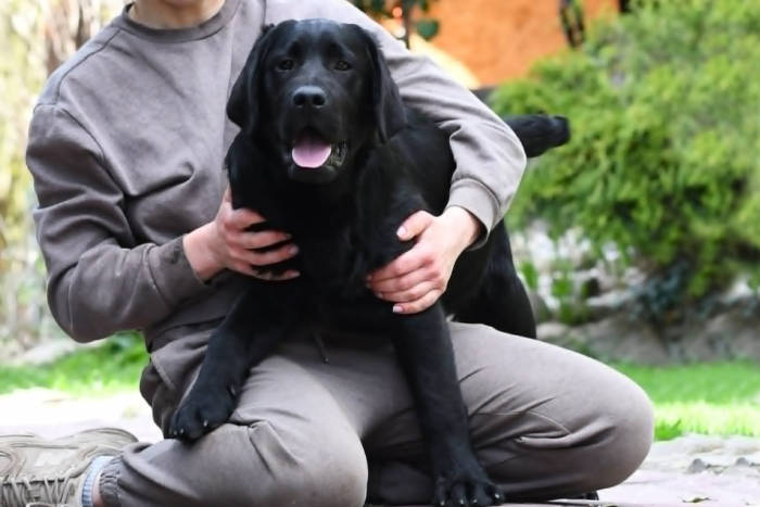 Bingo, labrador do adopcji