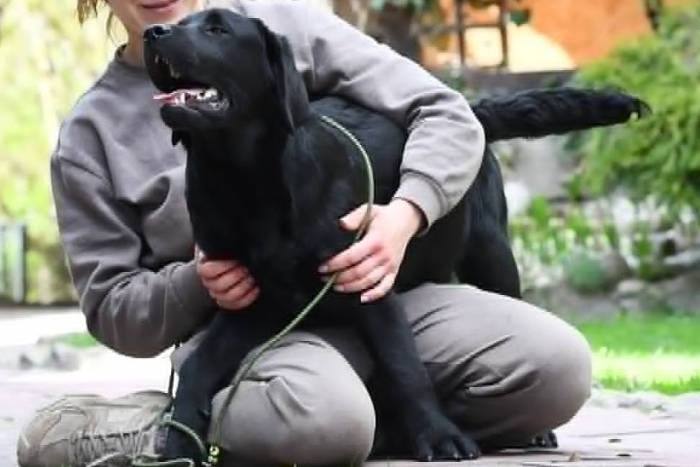 Bingo, labrador do adopcji