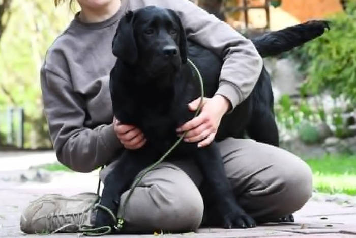 Bingo, labrador do adopcji