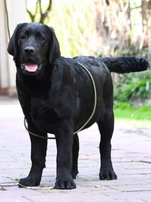 Bingo, labrador do adopcji