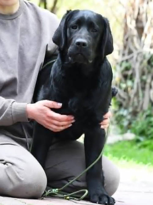 Bingo, labrador do adopcji