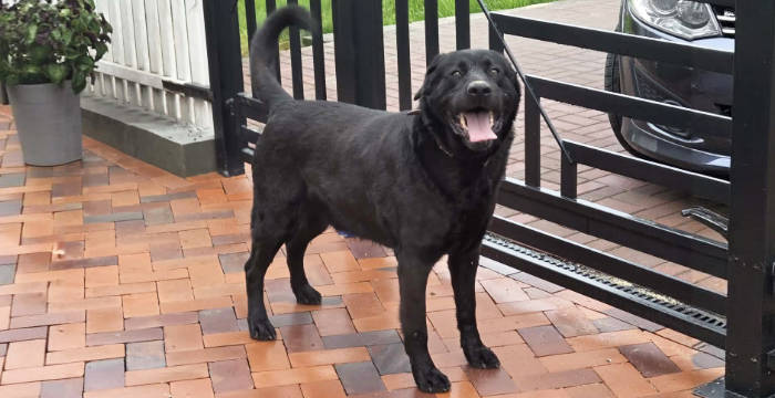 Brutus do adopcji