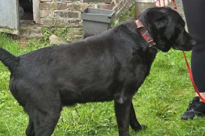 Brutus do adopcji