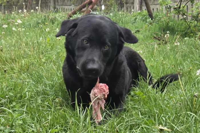 Brutus do adopcji