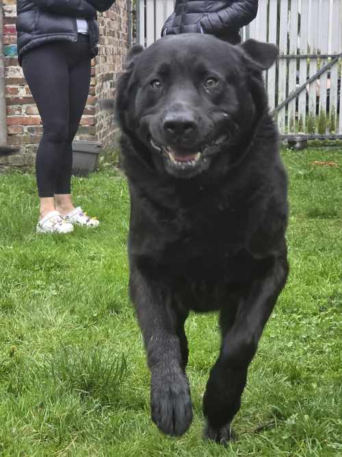 Brutus do adopcji