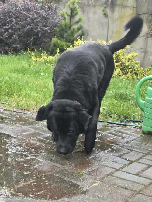 Brutus do adopcji