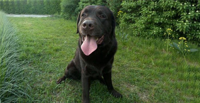 Burbon, labrador do adopcji