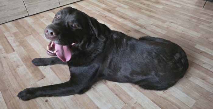 Burbon, labrador do adopcji