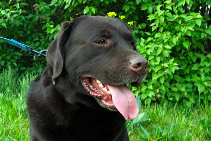 Burbon, labrador do adopcji
