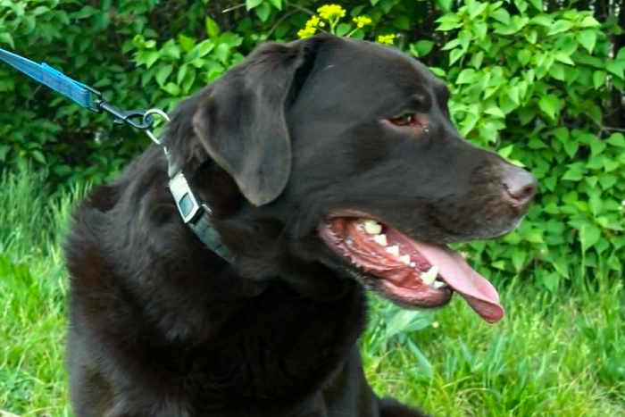Burbon, labrador do adopcji